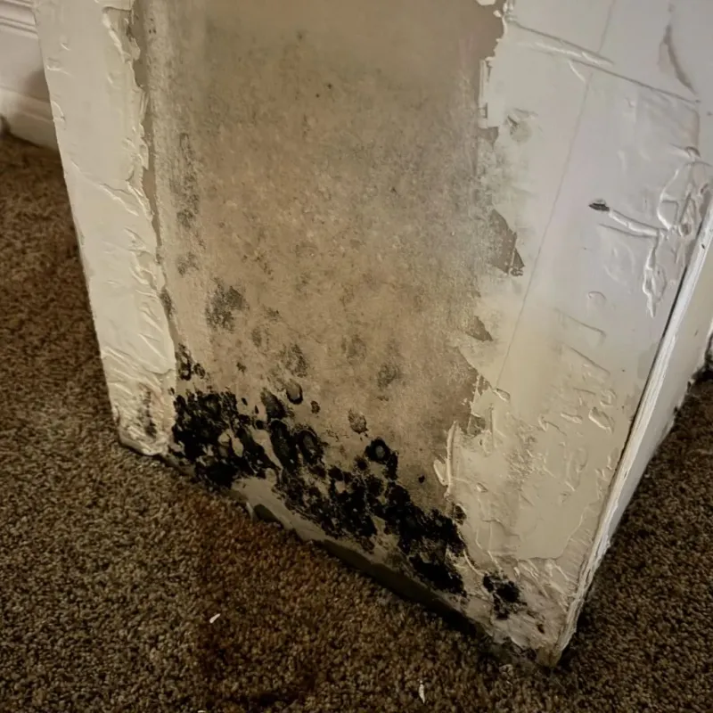 Professional Mold Removal in Lisbon Falls, ME